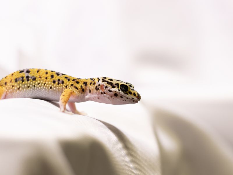 Leopard Gecko — Blizzard female, CB 2024