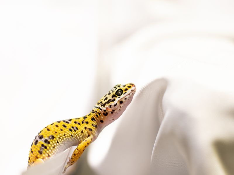 Leopard Gecko β Tangerine Carrot Tail Tremper Albino, female