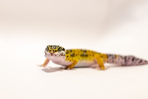 Δωρεάν στοκ φωτογραφιών με leopard gecko, γκρο πλαν, ερπετό