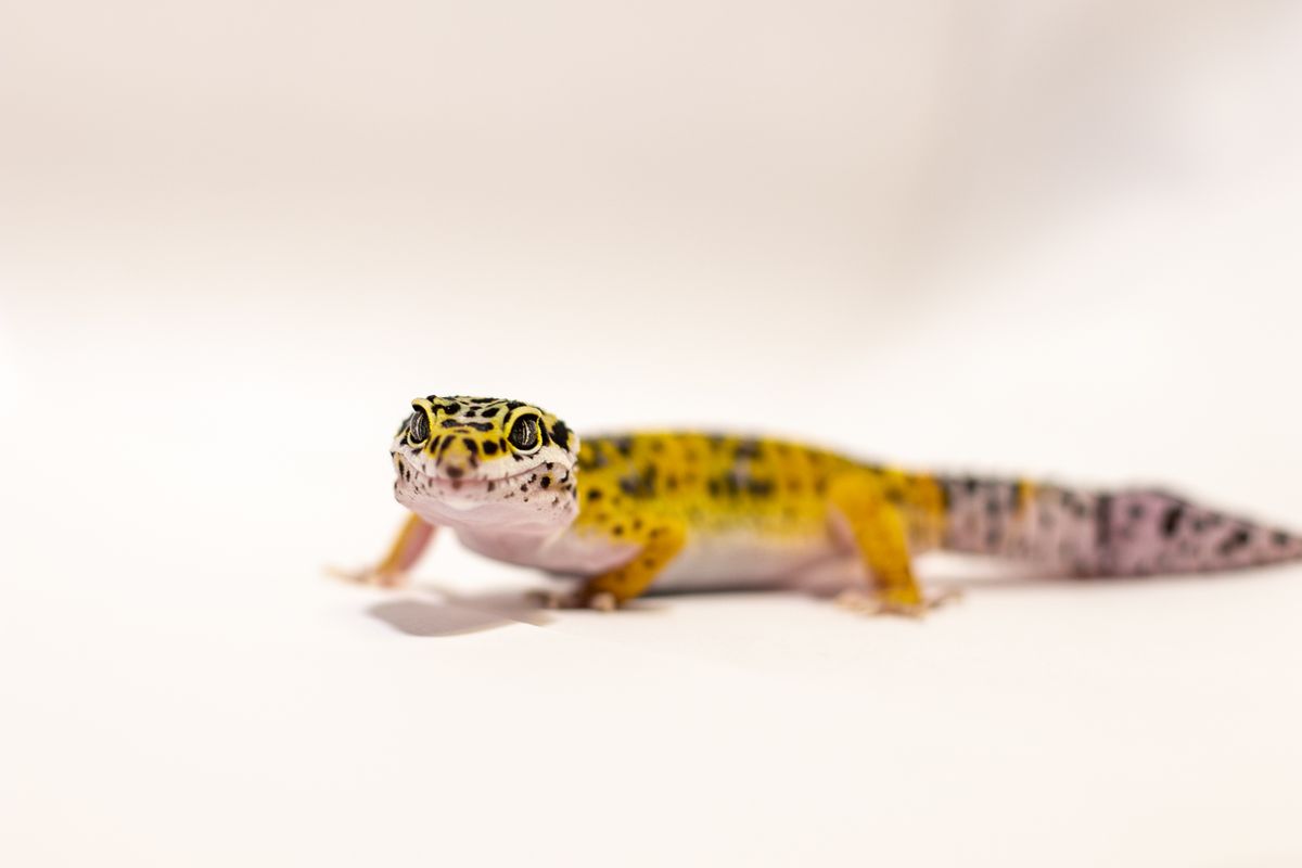 Yellow and black spotted leopard gecko with a thick banded tail on a white background