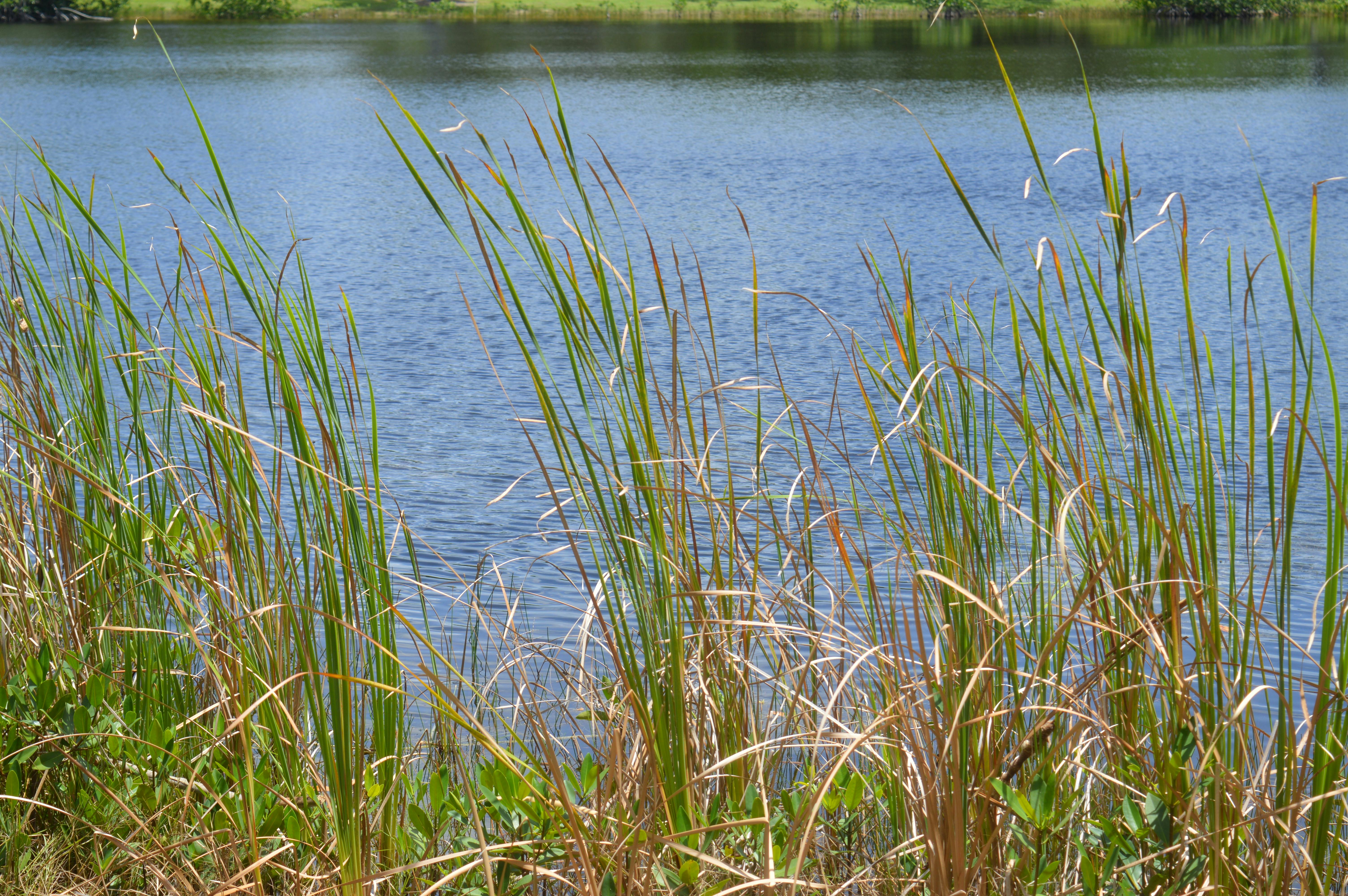 Free stock photo of grass, nature, pond