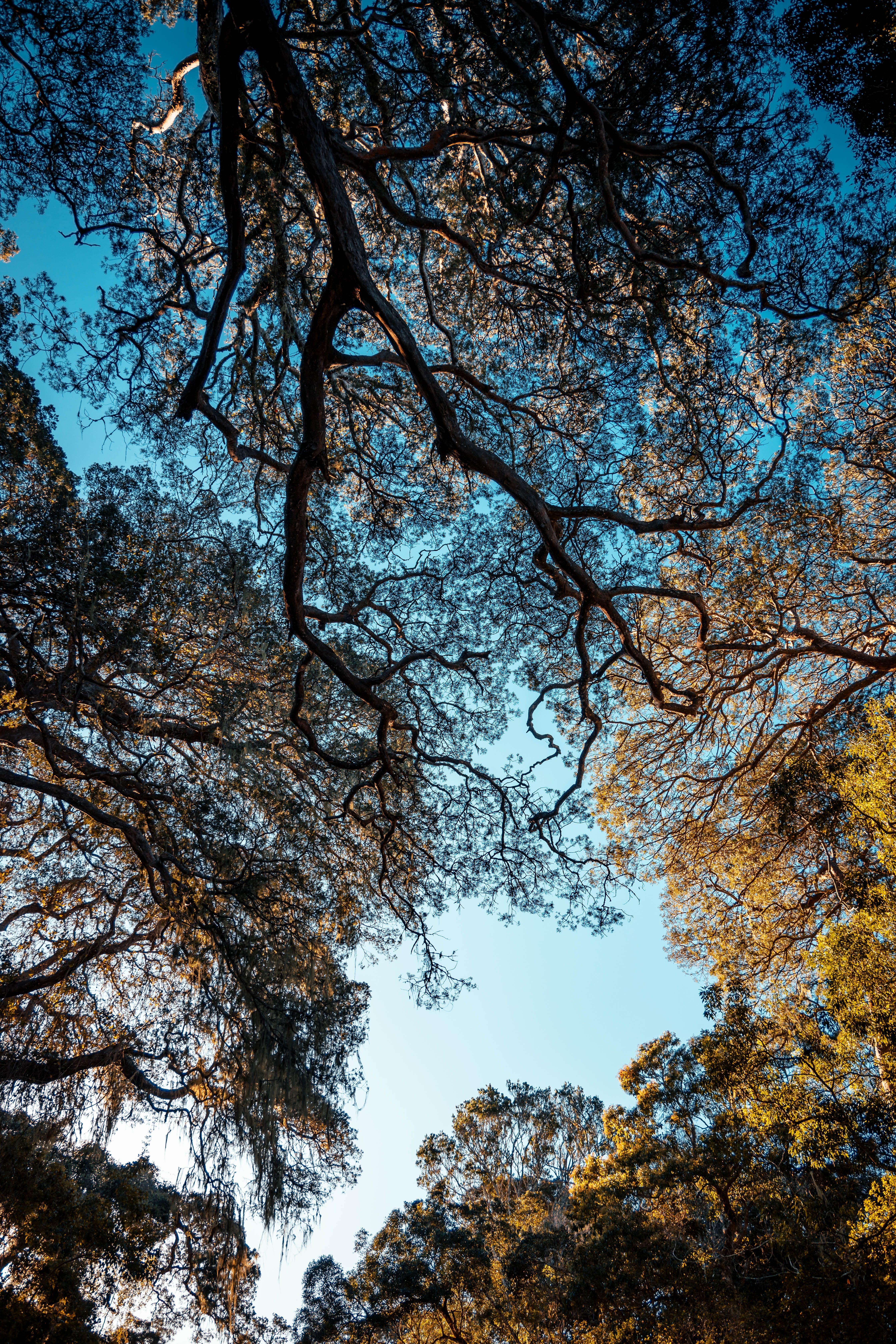 Forest Trees Under the Blue Sky · Free Stock Photo