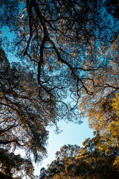Experience the beauty of a forest canopy with intertwining branches against a blue sky.