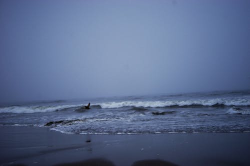 Free stock photo of beach, beach waves, bird Stock Photo