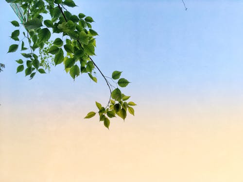 Branch with Lush Green Leaves against Sky