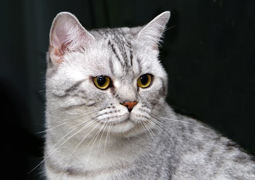 Free Close up Photo of a Gray cat Stock Photo