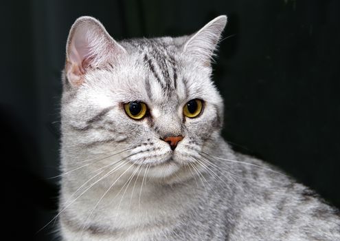 Close-up shot of a British Shorthair cat with striking yellow eyes and gray fur, perfect for pet lovers.