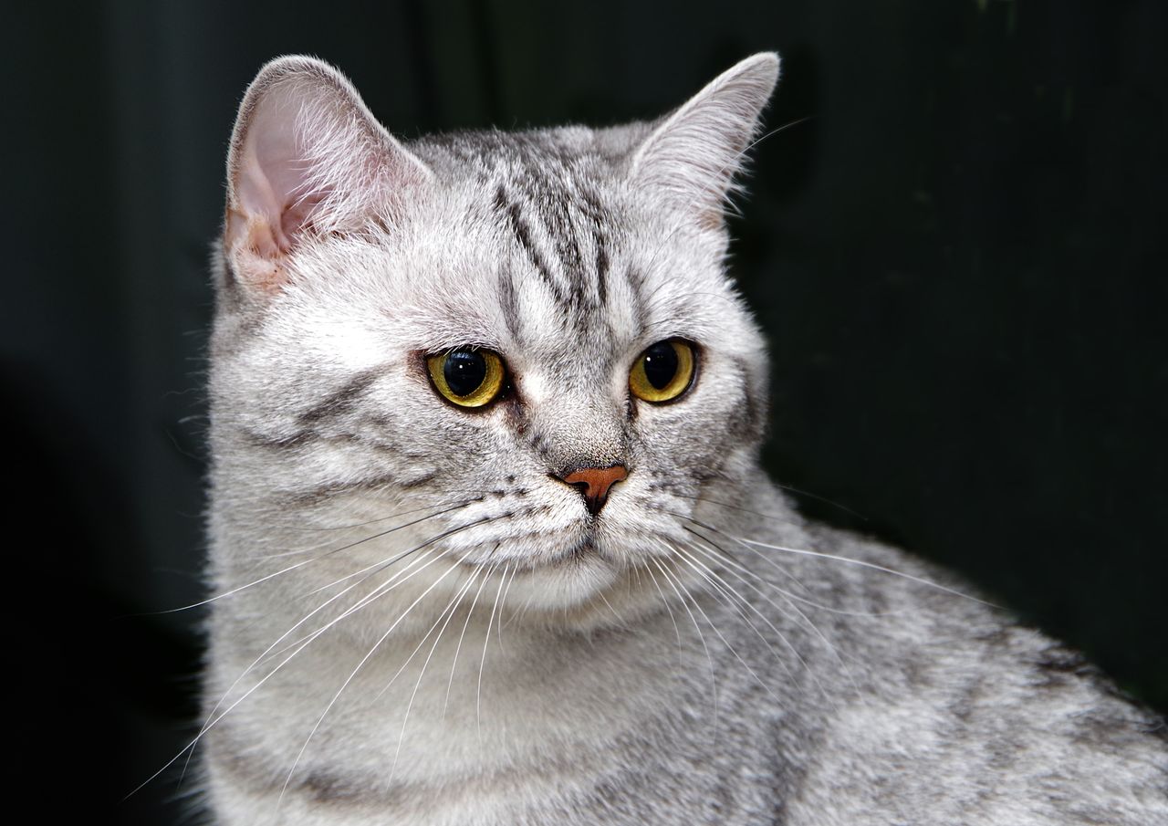 close up shot of a british shorthair cat with striking yellow eyes and