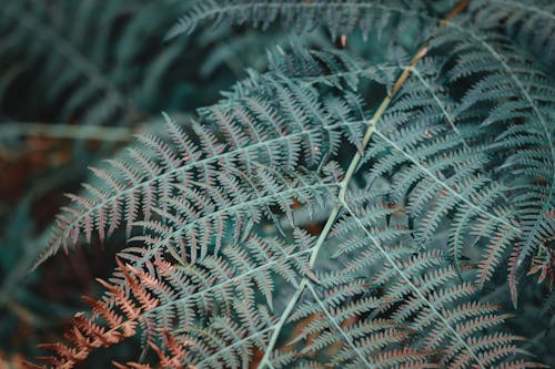 고사리 잎, 녹색, 성장의 무료 스톡 사진