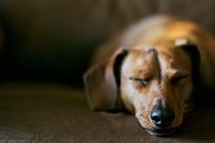 一只短毛腊肠犬静静地躺在室内舒适的棕色沙发上睡觉