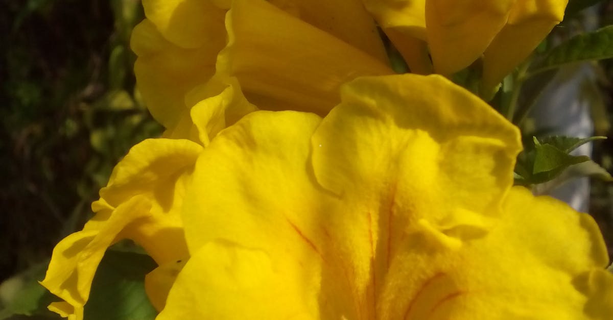 Free stock photo of yellow flowers