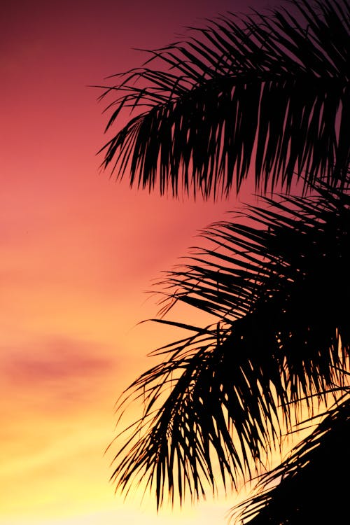 Silhouette of Palm Trees during Dawn 
