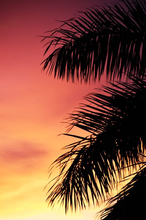 Free Vibrant sunset in Gulfport, FL with palm tree silhouette and colorful sky. Stock Photo