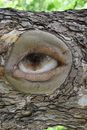 Brown and White Animal Eye