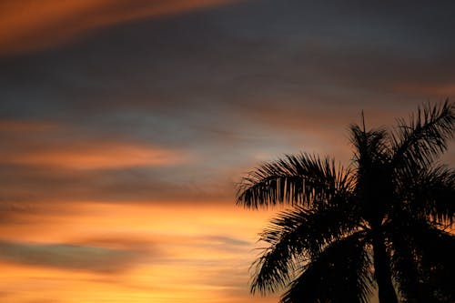 Palm Tree Silhouette on Sunset Sky