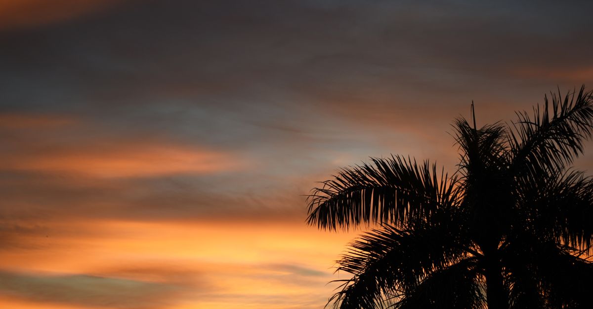 Silhouette of a palm tree against a vibrant sunset sky in Gulfport, Florida.