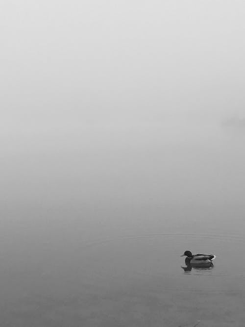 Black and White Photo of a Duck 