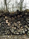 Brown and Black Fire Woods