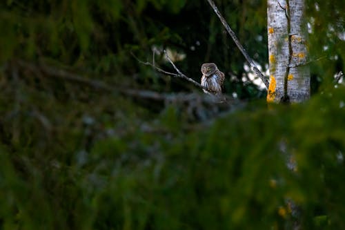 Eurasian Pygmy Owl perched on a Tree Branch 