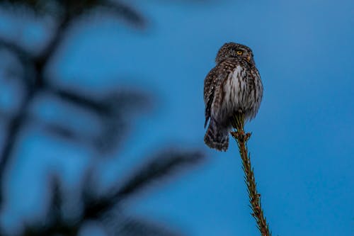 An Owl Under the Blue Sky