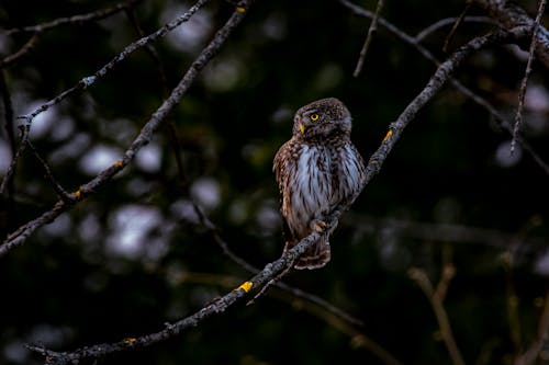 A Bird on a Branch 