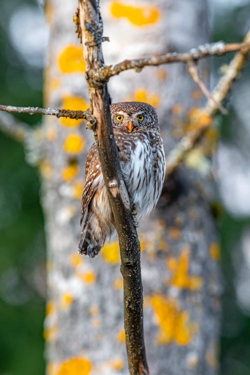 A Eurasian Pygmy Owl 