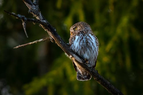 Close-Up Shot of Eurasian Pygmy Owl