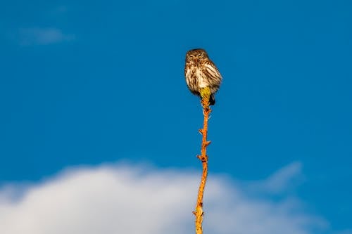 An Owl Across the Blue Sky 