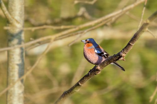 Free Close-up of a chaffinch bird perched on a tree branch in a natural setting. Stock Photo