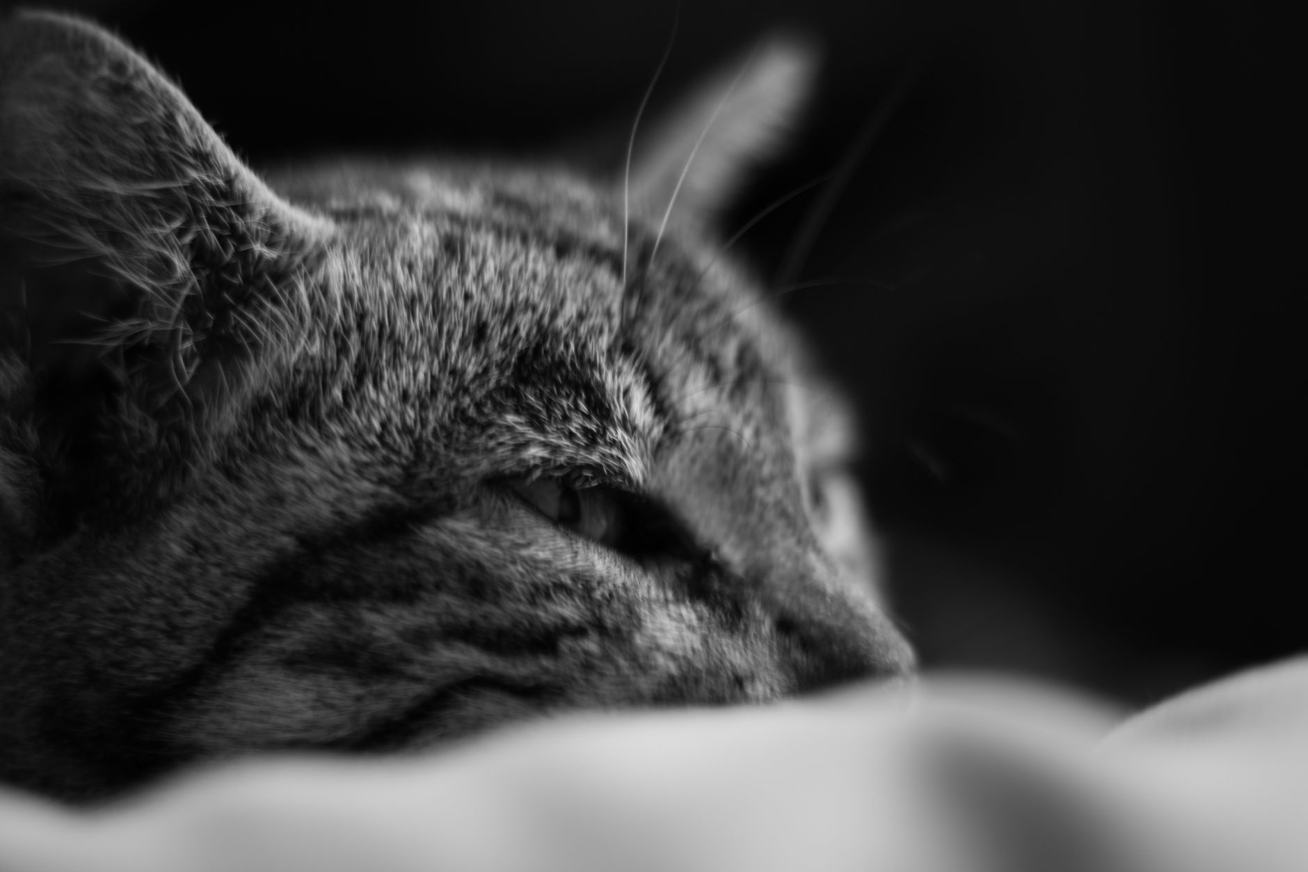 Portrait of a cat at a veterinary clinic
