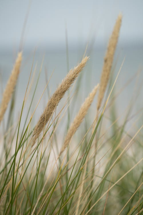 Fotobanka s bezplatnými fotkami na tému pampas tráva, rast, zber