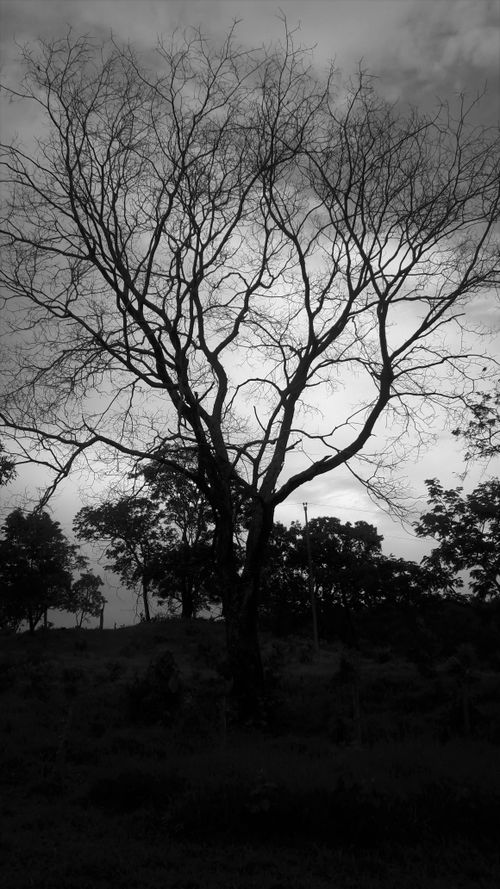 Free stock photo of beauty of nature, gray sky, leafless tree Stock Photo