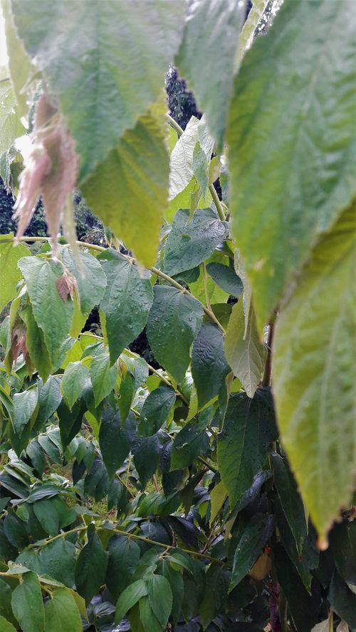 Free stock photo of beauty of nature, green, leafs Stock Photo