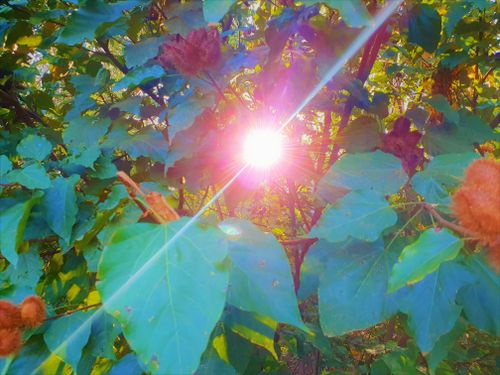 Free stock photo of beauty of nature, green, leafs Stock Photo