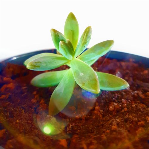 Free stock photo of beauty of nature, green, succulent plant Stock Photo