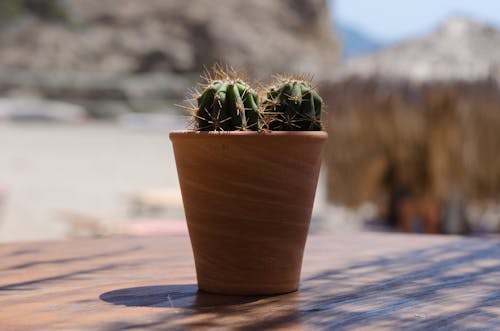 Bezpłatne Darmowe zdjęcie z galerii z gliniany garnek, kaktus, kolce Zdjęcie z galerii