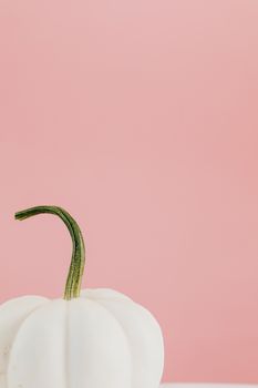 粉色背景衬托着白色南瓜与绿色茎，非常适合秋季主题和极简设计