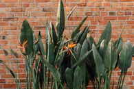 Flowers and Plants