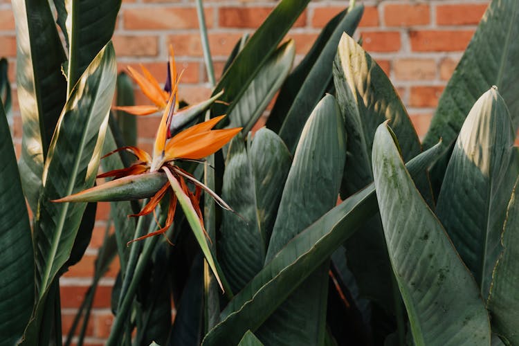 Close Up Of Agave Flower 