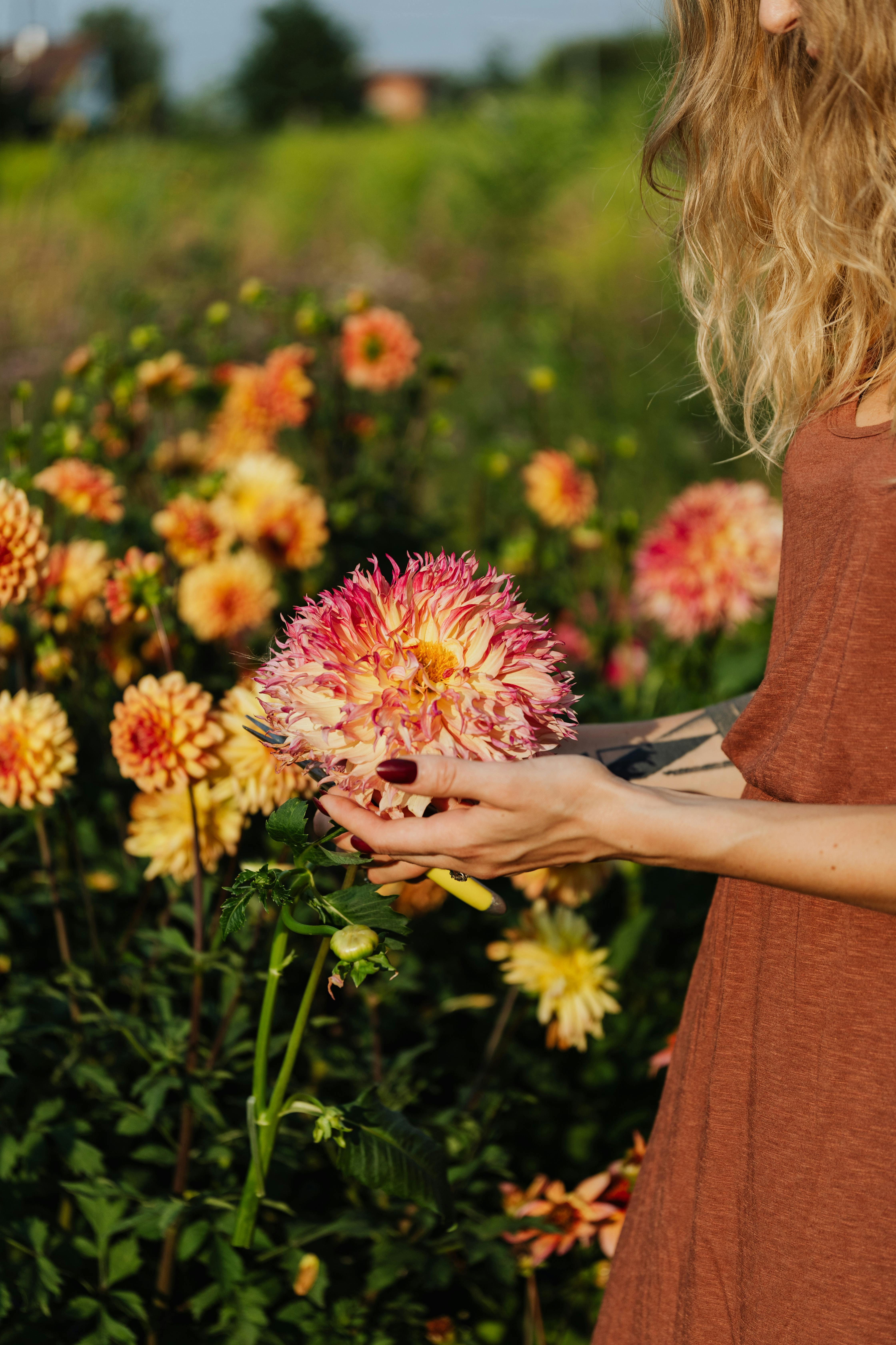 夏日阳光明媚的田野里，一名身穿棕色连衣裙的女子，正轻握着一朵巨大的大丽花