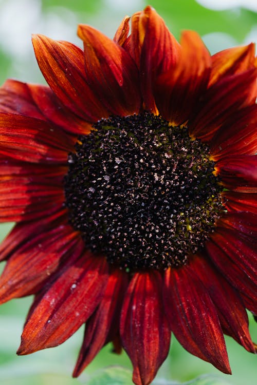 Kostnadsfria Kostnadsfri bild av blomma, extrem närbild, kronblad Stock foto