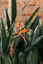 Green and Orange Plant