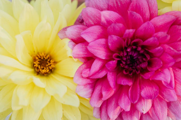 Pink And Yellow Flowers