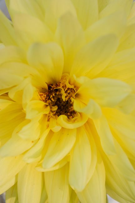 Stunning extreme close-up of a vibrant yellow dahlia showcasing its detailed petals.