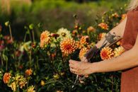 Person Holding Pink and Yellow Flowers
