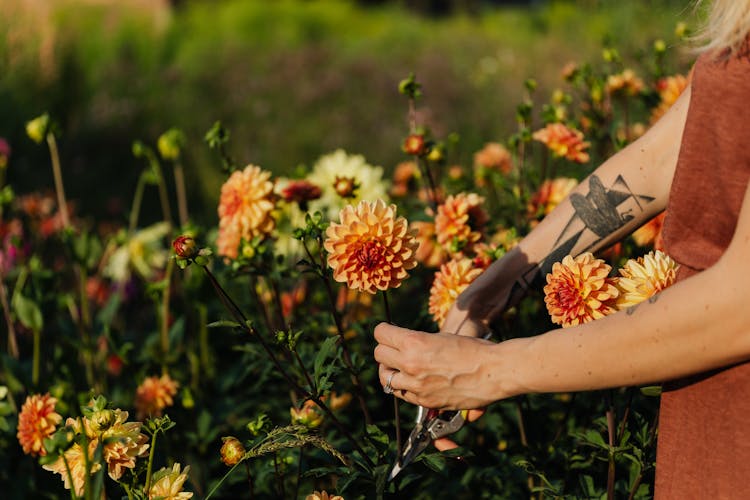 Woman Cutting Flower In Field