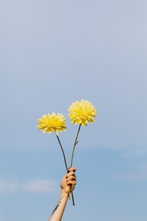 Gratis lagerfoto af arm hævet, blå himmel, blomsterhoveder