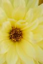 Yellow Flower in Macro Shot
