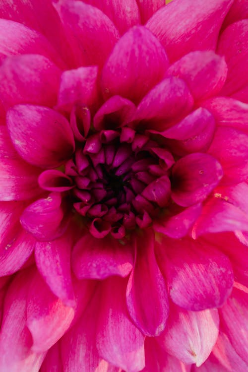 Extreme Close-up of a Pink Dahlia Flower