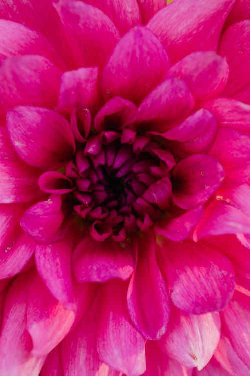 Free A vivid and detailed macro shot of a blooming pink dahlia flower showcasing its intricate petal patterns. Stock Photo